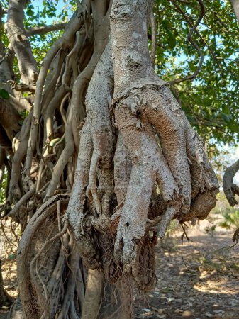 L'arbre Banyan est l'arbre national de l'Inde. (Ficus bengalensis))