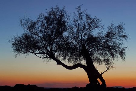 Silhouette of a tamarisk at sunset along the Tuscany coast Italy