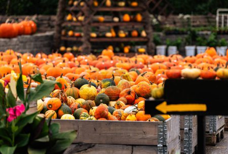 Foto de Primer plano de calabazas naranjas. concepto de acción de gracias o halloween. calabazas en el mercado - Imagen libre de derechos