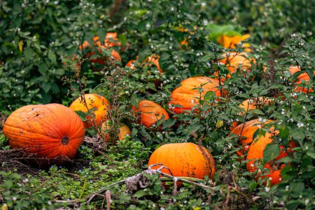Photo for Close up of green and orange pumpkins . thanksgiving or halloween concept. - Royalty Free Image