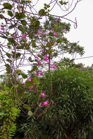 Fleur de Bauhinia en fleurs parmi les feuilles clairsemées