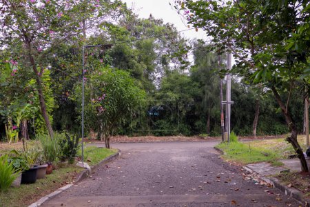 rue résidentielle bordée d'arbres ombragés en Asie du Sud-Est, climat tropical, Indonésie