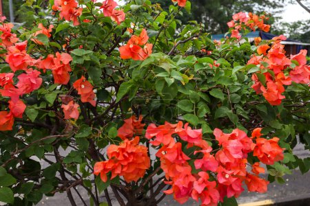 Bougainvillea Tree in Full Bloom with Soft Red Bougainvillea Flowers, in Souteast Asia, Indonesia, Purwakarta