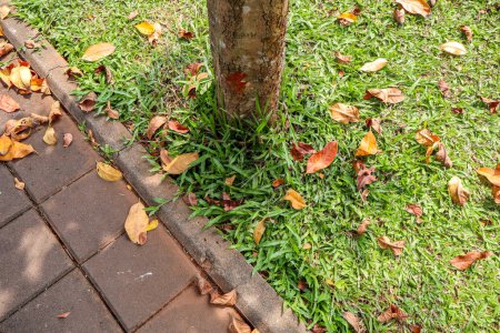 Base d'arbre sur herbe à côté de trottoir couvert de feuilles en Asie du Sud-Est Pays