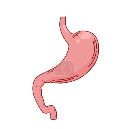 Ilustración de Estómago humano. Órgano interno, anatomía. Ilustración de iconos planos de dibujos animados vectoriales aislados sobre fondo blanco - Imagen libre de derechos