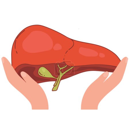 Illustration for Realistic liver anatomy structure. Vector hepatic system organ, digestive gallbladder organ. Human liver for medical drugs, pharmacy and education design - Royalty Free Image
