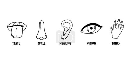 Illustration for Five human senses line icons set. Vision, smell, hearing, touch, taste icons. Human sensory organs. Eye, nose, ear, hand, mouth icon set. - Royalty Free Image