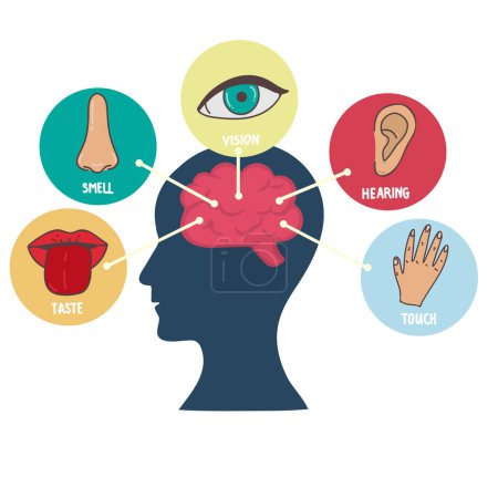 Illustration for Five human senses line icons set. Vision, smell, hearing, touch, taste icons. Human sensory organs. Eye, nose, ear hand mouth icon set, - Royalty Free Image