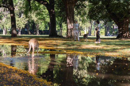 A man and a woman walking with their two greyhound dogs in a park in spring, small pool of water, shows their reflection.
