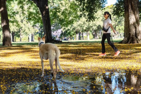 Foto de Una mujer con gafas de sol y atuendo atlético lanza un palo a su perro, disfrutando de un momento lúdico en el parque. - Imagen libre de derechos