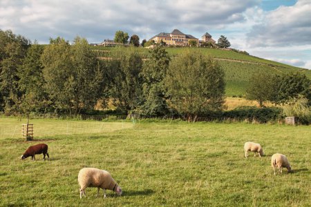 Téléchargez les photos : Pâturage de moutons devant un vignoble avec un château - en image libre de droit
