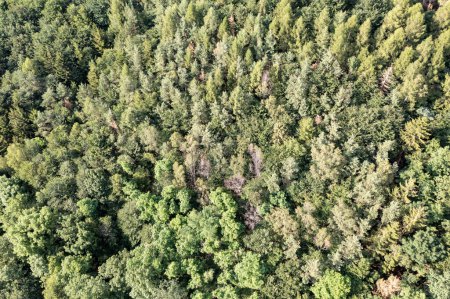 Foto de Vista aérea del bosque mixto en Baviera - Imagen libre de derechos