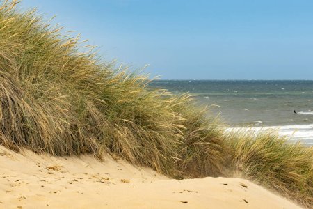 duna de playa cubierta de hierba en el mar del norte