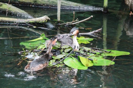 great crested grebe family in floating nest