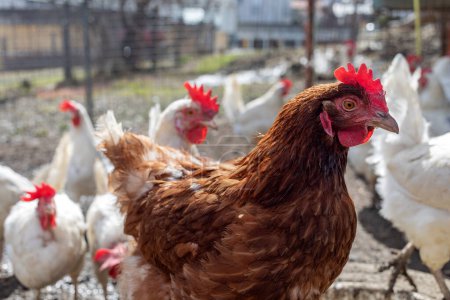 Hühner auf Bio-Geflügelfarm