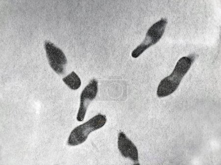 footprints in freshly fallen snow