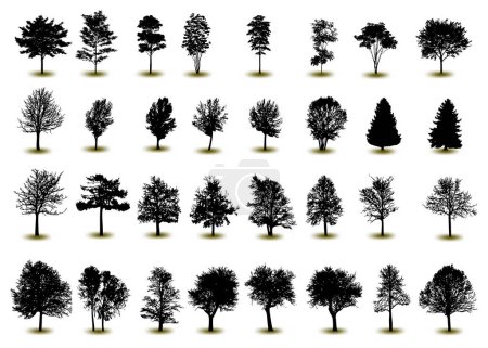 Foto de Silueta de árbol, vector forestal. Parque natural. Conjunto aislado, árbol sobre fondo blanco
. - Imagen libre de derechos