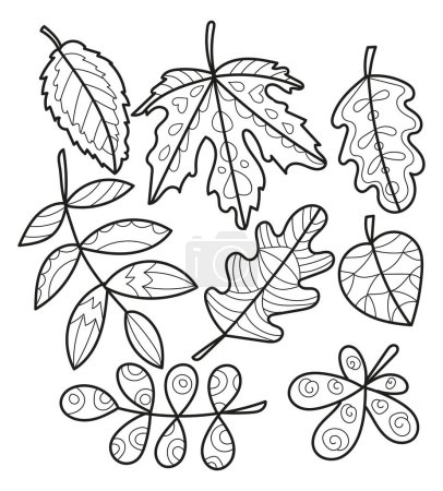 Foto de Conjunto de diferentes hojas de roble de uva de arce de otoño blanco-negro rowan abedul castaño. Incluye las hojas del contorno del contorno - Imagen libre de derechos