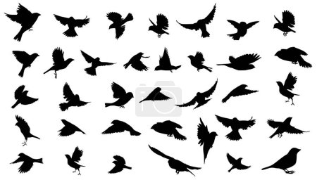 Foto de Siluetas de gorriones volando y sentados. Ilustraciones vectoriales en diferentes posturas aisladas sobre fondo blanco - Imagen libre de derechos
