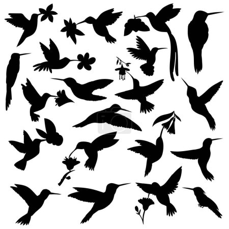 Foto de Conjunto de siluetas de colibrí aisladas sobre fondo blanco - Imagen libre de derechos