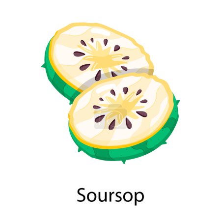 soursop vector illustration. isolated on white.