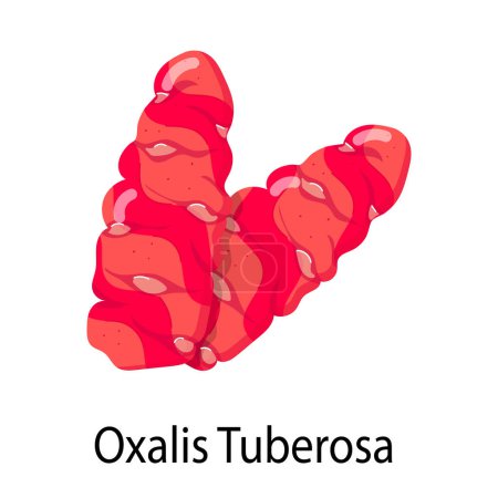 oxalis tuberosa icono vector ilustración