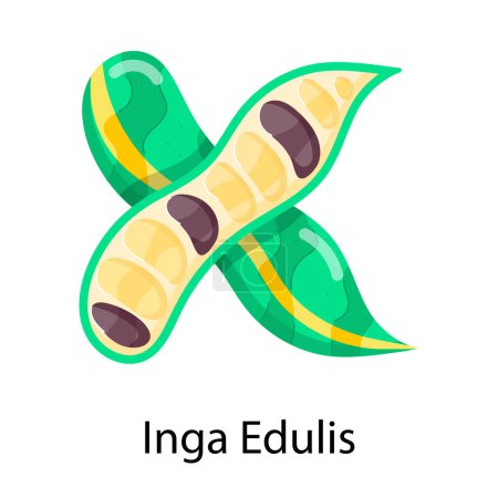 Illustration vectorielle de l'icône Inga edulis