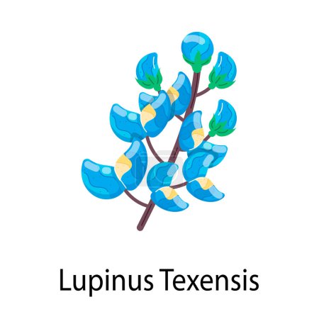 vector illustration of Lupinus Texensis icon