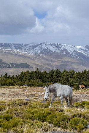 Photo for HORSE WALKING THROUGH A MEADOW WITH SNOWY MOUNTAINS AND A PINE FOREST - Royalty Free Image