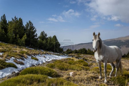 Photo for White horse in a snowy meadow next to a pine forest - Royalty Free Image
