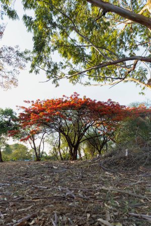 Foto de Un Delonix regia rojo también conocido como poinciana real o árbol flamboyan en el parque. Naturaleza. Flor roja. - Imagen libre de derechos