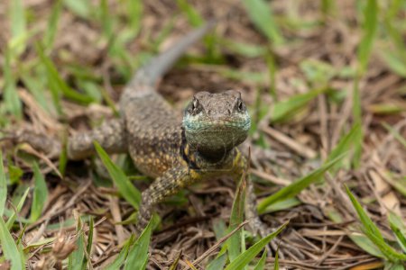 Photo for A Lizard typical of the Brazilian savannah also know as Calango or Largatixa. Species Tropiduros oreadicus. Animal world. Nature. - Royalty Free Image