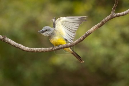 Photo for The Tropical Kingbird also known as Suiriri perched on the branches of a tree. Species Tyrannus melancholicus. Animal world. Birdwatching. Yellow bird. Flycatcher - Royalty Free Image