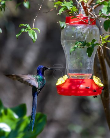 Foto de El colibrí de cola de golondrina alimentándose de la fuente de agua. Una sabana brasileña pájaro púrpura. Especie Eupetomena macroura también conocida como beija-flor tesoura. Observación de aves. - Imagen libre de derechos
