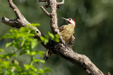 Photo for A  Green-barred woodpecker also know as Pica-pau or Carpintero perched on the branch. Species Colaptes melanochloros. Birdwatching. Birding. Bird lover. - Royalty Free Image