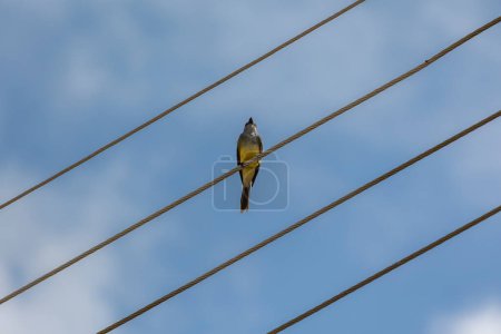 Photo for The Tropical Kingbird also known as Suiriri eating insect perched on power wire. Species Tyrannus melancholicus. Animal world. Birdwatching. Yellow bird. - Royalty Free Image