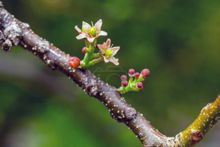 Blume von Siriguela oder Ciriguela oder Ciruela (Pflaume) und Purple mombin. Arten Spondias purpurea. Frucht des brasilianischen Cerrado. Gastronomie. Ein typischer Baum Mittel- und Südamerikas.