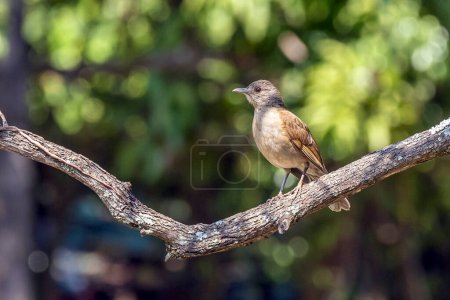 Photo for A bird of the brazilian savannah. The Pale-breasted Thrush also know as Sabia Barranco on the tree branch. Species Turdus leucomelas. Birdwatching. Animal world. Birding - Royalty Free Image
