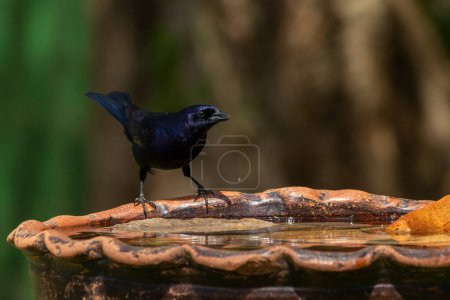 Photo for The Shiny Cowbird also Knows as Chupim or Mirlo drinking water from a drinking fountain. Species Molothrus bonariensis. Birdwatcher. birding - Royalty Free Image