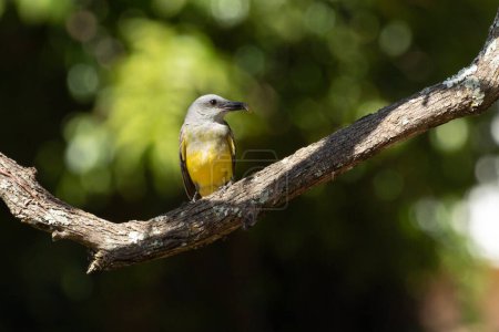 Photo for The Tropical Kingbird also known as Suiriri eating a centipede perched on the branches. Species Tyrannus melancholicus. Animal world. Birdwatching. Yellow bird. Flycatcher - Royalty Free Image