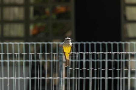 Photo for The Tropical Kingbird also known as Suiriri perched on a fence in front of the house. Species Tyrannus melancholicus. Animal world. Birdwatching. Yellow bird. Flycatcher - Royalty Free Image