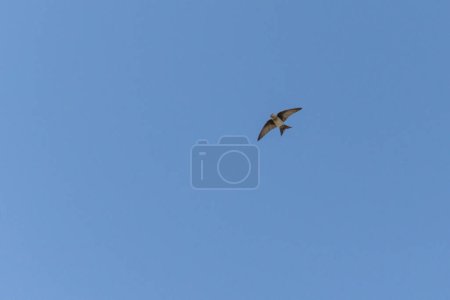 Foto de El vuelo de Golondrina Azul y Blanca también se conoce como Andorinha. Especie Pygochelidon cyanoleuca. amante de las aves. Observando aves. Aves. - Imagen libre de derechos