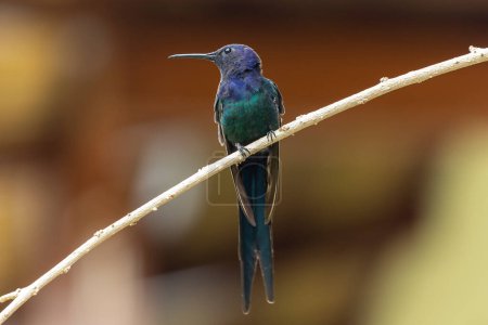 Foto de El colibrí de cola de golondrina posado en una rama. Especie Eupetomena macroura también conocida como Beija-flor Tesoura. Observando aves. Animal World.Bird amante. Aves. - Imagen libre de derechos