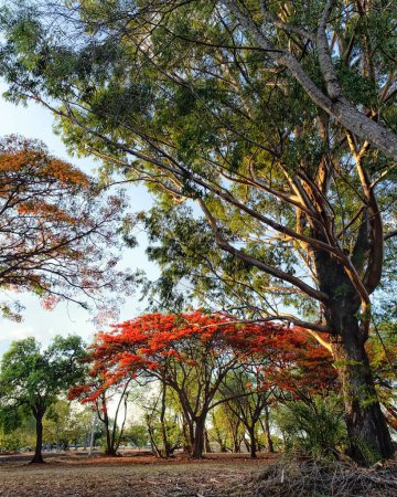 Foto de Un Delonix regia rojo también conocido como poinciana real o árbol flamboyan en el parque. Naturaleza. Flor roja. - Imagen libre de derechos
