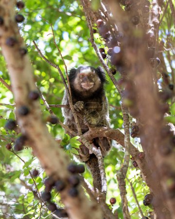 Foto de The monkey on the tree. The Black-tufted marmoset also know as Mico-estrela or sagui is a typical monkey from central Brazil. Species Callithrix penicillata. Animal lover. Wildlife. - Imagen libre de derechos