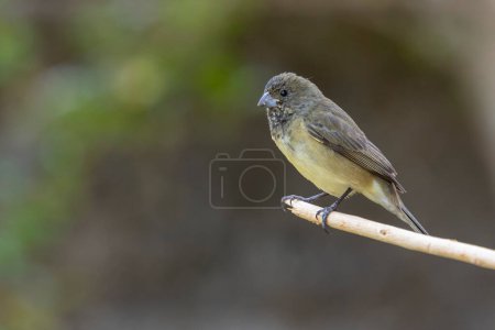 Photo for Male of Yellow-bellied Seedeater also know as Baiano perched on a tree branch in a forest. Species Sporophila nigricollis. Bird lover. Birdwatching. Birding. - Royalty Free Image
