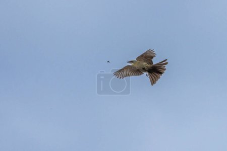 Photo for The Tropical Kingbird also known as Suiriri hunting an insect in flight. Species Tyrannus melancholicus. Animal world. Birdwatching. Yellow bird. Fycatcher - Royalty Free Image