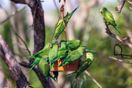 Ein Schwarm Sittiche hängt an einem Vogelfutterhäuschen. Art Brotogeris chiriri. Es ist ein typischer Sittich des brasilianischen Regenwaldes. Vogelbeobachtung. Vogelliebhaber. Tierquälerei.