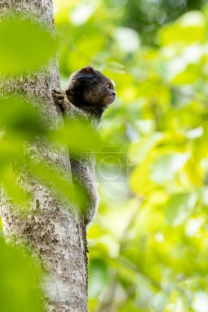 Téléchargez les photos : Le singe sur l'arbre. Le Marmoset à touffes noires aussi connu sous le nom de Mico-estrela est un singe typique du centre du Brésil. Espèce Callithrix pénicillata. Amoureux des animaux. - en image libre de droit