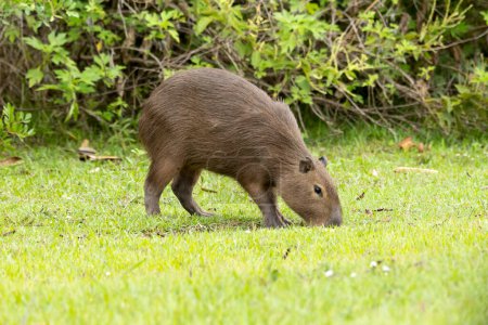 Téléchargez les photos : The lonely capybara grazing on a lawn. The capybara is the largest rodent in the world. Species Hydrochoerus hydrochaeris. Wildlife. Thick. animal lover. - en image libre de droit